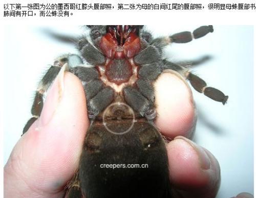 求鉴定红玫瑰蜘蛛?