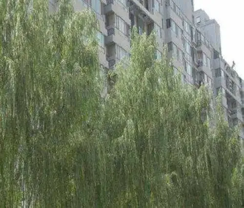 ��ܰԷ�⾰ͼ