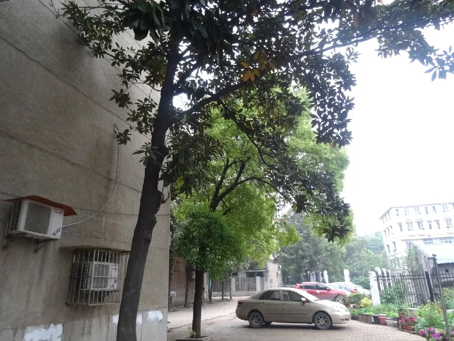 茶园坡送变电建设公司宿舍2室1厅1卫南朝向900.00元/月出租