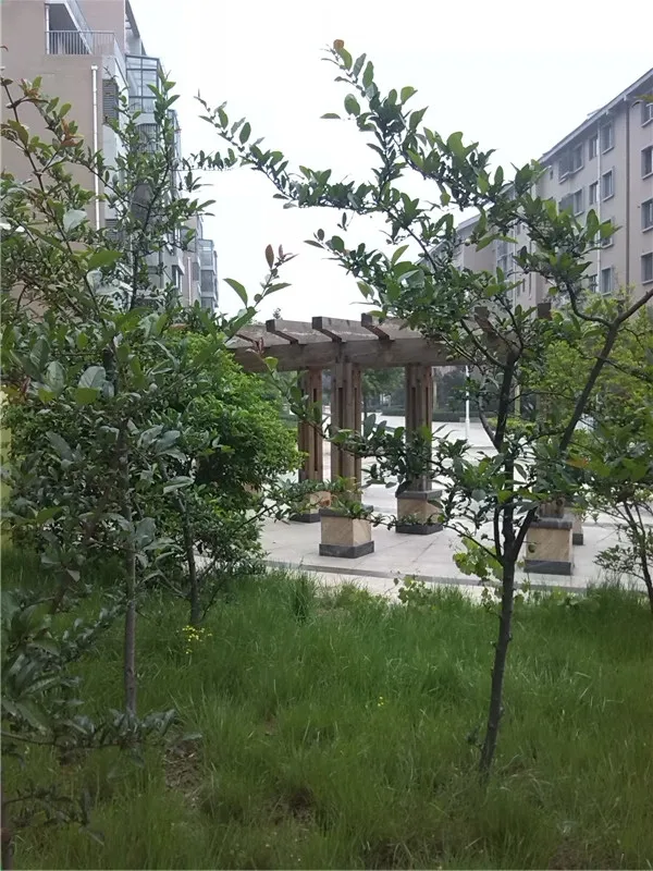 洛阳泊林绿洲3室2厅2卫南北朝向2500.00元/月出租
