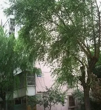 花园北里2室1厅1卫南北朝向2500.00元/月出租