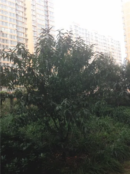 永丰园3室2厅2卫南朝向3000.00元/月出租