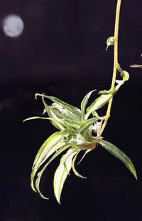 可爱精致的空中圣诞挂饰 妩媚你的小屋(组图)