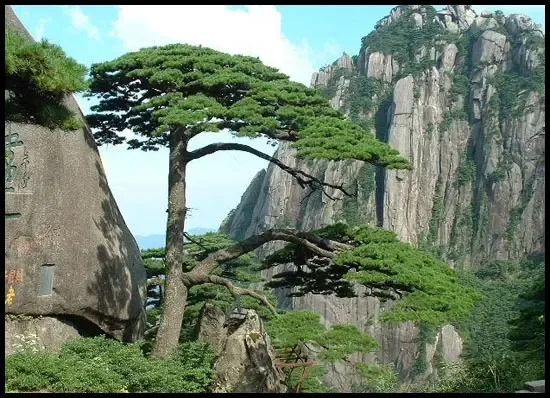 迎客松 迎客松