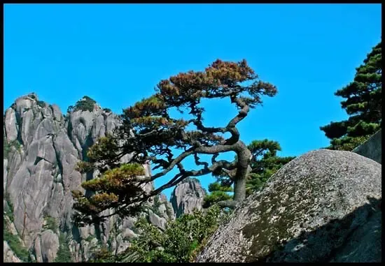 送客松 送客松
