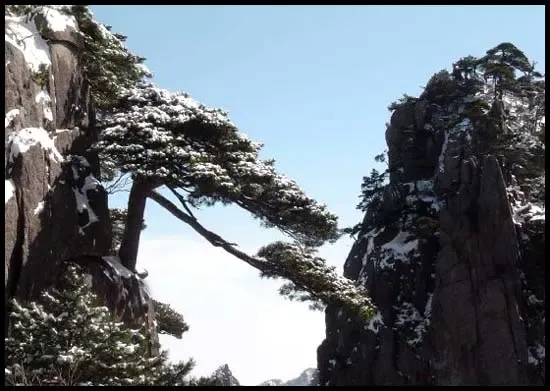 探海松 探海松