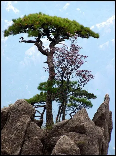 接引松 接引松