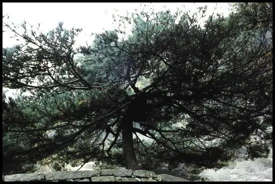 蒲团松 蒲团松
