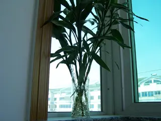 美丽还好养活 居室保湿10大水养植物(组图)