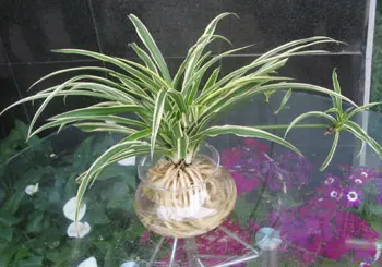 美丽还好养活 居室保湿10大水养植物(组图)
