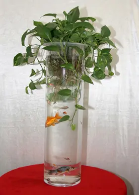 美丽还好养活 居室保湿10大水养植物(组图)