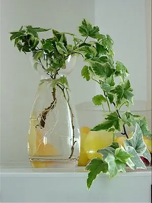 美丽还好养活 居室保湿10大水养植物(组图)