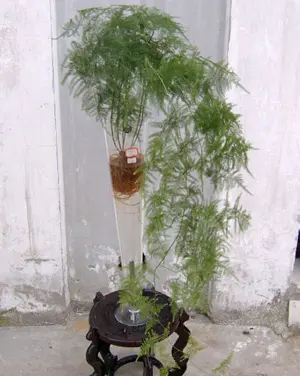 美丽还好养活 居室保湿10大水养植物(组图)
