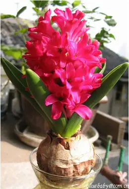 美丽还好养活 居室保湿10大水养植物(组图)