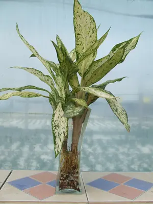 美丽还好养活 居室保湿10大水养植物(组图)
