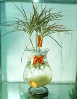 美丽还好养活 居室保湿10大水养植物(组图)