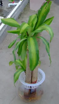 美丽还好养活 居室保湿10大水养植物(组图)