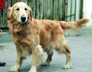 ëѰȮ