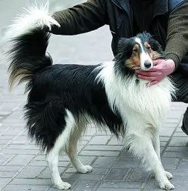 ϲֵ