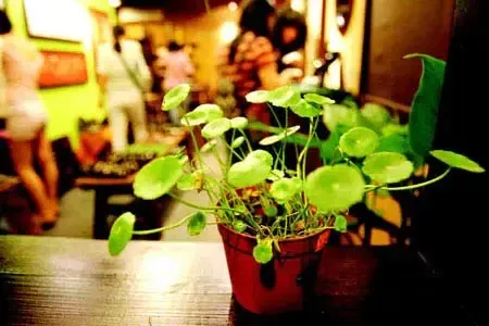 绿植净化空气也易生革螨 花草施肥有技巧(图) 绿植净化空气也易生革螨 花草施肥有技巧(图)