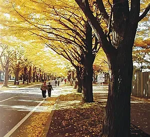 一路本真 一路本真
