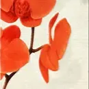 130 X 180 ��ͼ