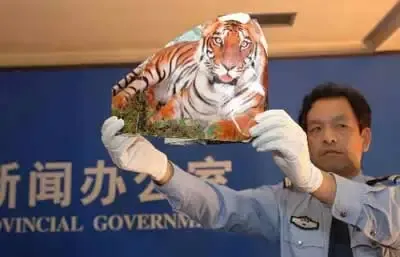 警方出示虎照造假证据 警方出示虎照造假证据