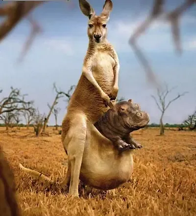 ͼƬ��������´��ڴ򿪲鿴