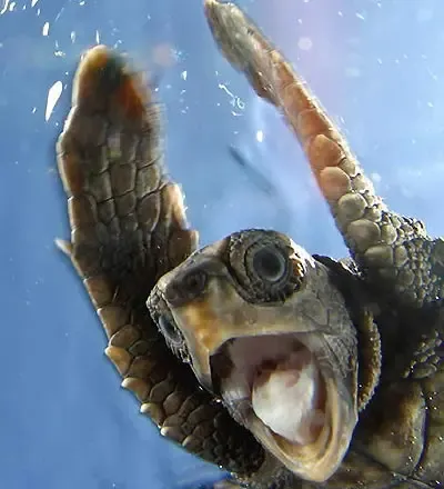 ͼƬ��������´��ڴ򿪲鿴