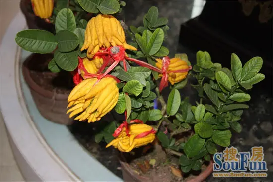 华创·金桂园首届金华佛手观赏节温馨落幕