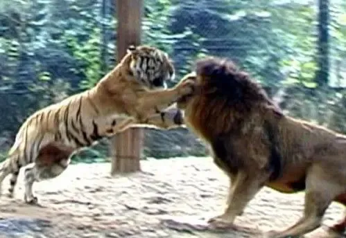 实拍东北虎秒杀狮子+东北虎秒杀狮子视频全纪录