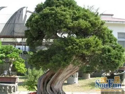 23种常见的有毒之花 切莫放入室内-青岛商业地