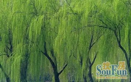 提到春天,首先映入眼帘的就是那嫩绿嫩绿的柳枝,飘飘洒洒,那代表着