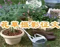 花草摄影征文大赛