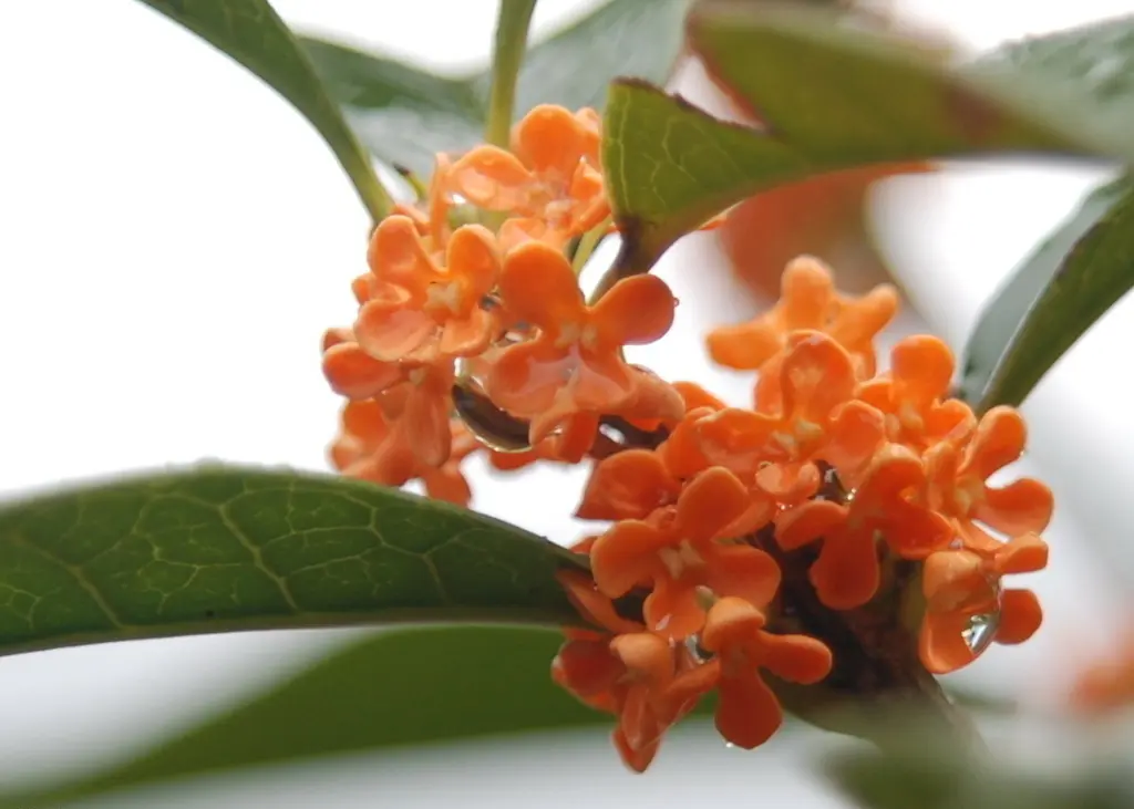 信阳八月桂花开