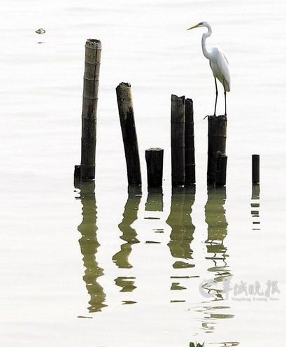  深圳湾的候鸟逐年减少