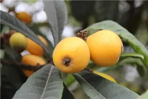 2014泸县福集白龙塔第一届枇杷节于5月1日启