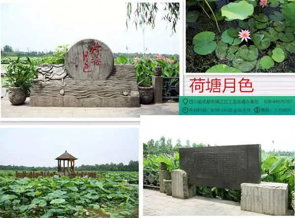三圣花乡荷塘月色的美景