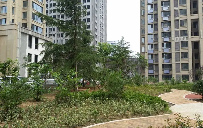 小区西边绿植基本栽培完毕