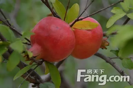 山上石榴树