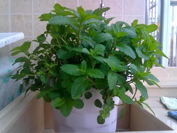 卫生间异味怎么办?快准备这些植物吧! 卫生间异味怎么办?快准备这些植物吧!