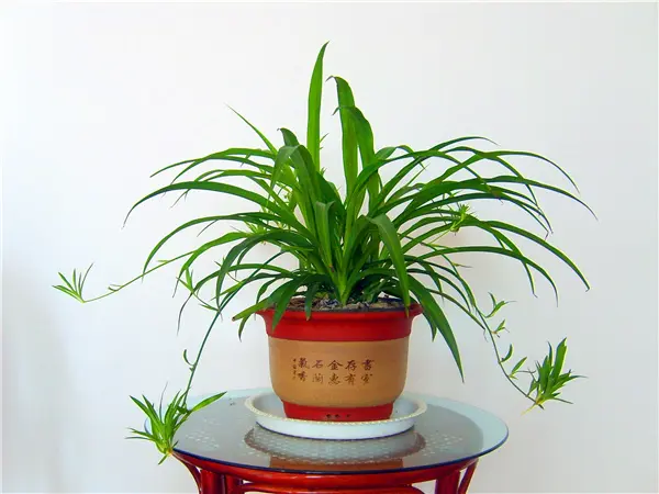 卫生间异味怎么办?快准备这些植物吧! 卫生间异味怎么办?快准备这些植物吧!