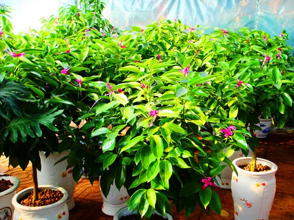 卫生间异味怎么办?快准备这些植物吧! 卫生间异味怎么办?快准备这些植物吧!