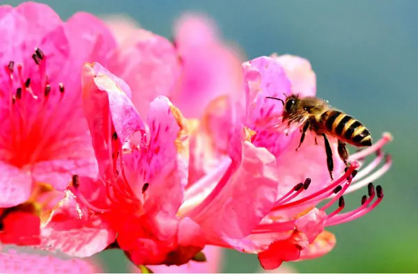蜜蜂在杜鹃花中采蜜