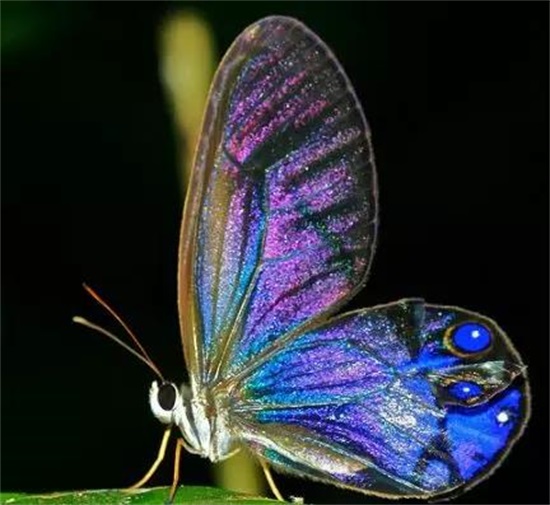 世界飞得最远的蝴蝶长什么样? 让他们离自然更近一步 来自世界各