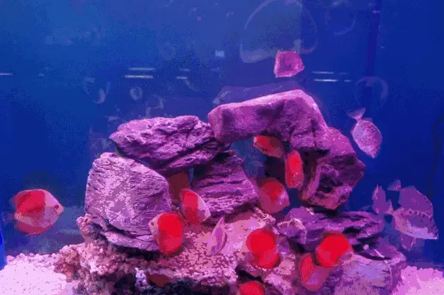 壁纸 海底 海底世界 海洋馆 水族馆 640_426 gif 动态图 动图