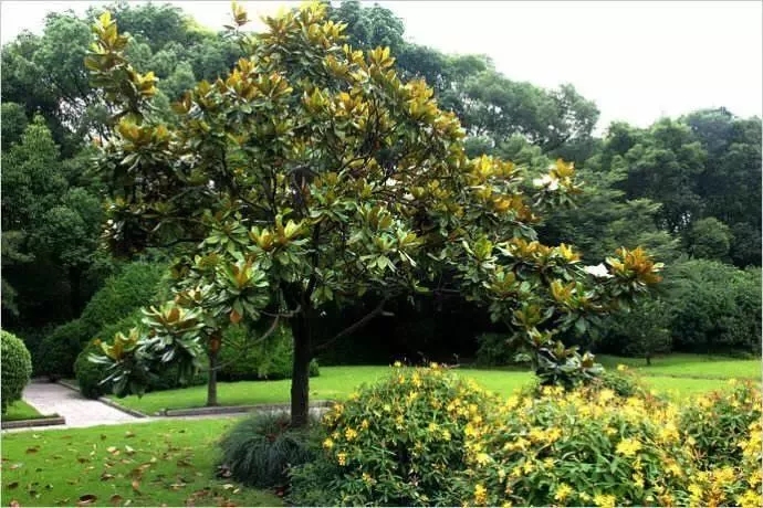 宁德市树市花评选活动市民投票开始啦!