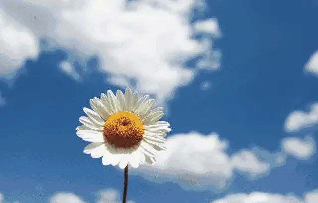 背景 壁纸 花 矢量 植物 种子 桌面 640_409 gif 动态图 动图