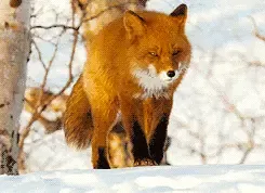 壁纸 动物 狐狸 桌面 245_178 gif 动态图 动图