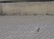 ���ͷ羰�����⾰ͼ